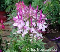 Cleome hasslerana, Cleome spinosa, Spider Flower, Crown Flower