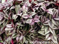 Zebrina pendula, Tradescantia zebrina Zebrina pendula, Tradescantia zebrina