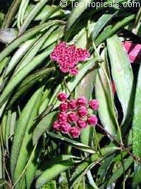 Hoya kentiana, Hoya wayettii, Wax Plant Hoya kentiana, Hoya wayettii, Wax Plant