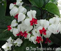 Clerodendrum thomsoniae, Bleeding heart, Glory bower, Clerodendron Clerodendrum thomsoniae, Bleeding heart, Glory bower, Clerodendron