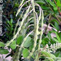 Sophora tomentosa, Yellow Necklace Pod, Silverbush