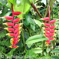 Heliconia rostrata, Bihai rostrata