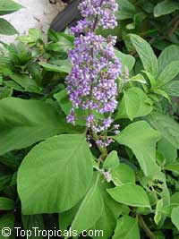 Cornutia grandifolia, Tropical lilac, African lilac, Jamaican lilac Cornutia grandifolia, Tropical lilac, African lilac, Jamaican lilac