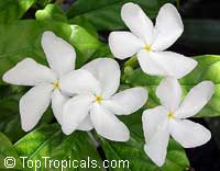 Tabernaemontana divaricata, Ervatamia divaricata, Ervatamia coronaria, Pinwheel Jasmine, Crape Jasmine, Crepe Gardenia