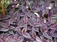 Zebrina pendula, Tradescantia zebrina Zebrina pendula, Tradescantia zebrina