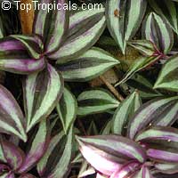 Zebrina pendula, Tradescantia zebrina Zebrina pendula, Tradescantia zebrina