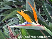 Strelitzia reginae, Bird of paradise, Crane Flower, Stelitzia Strelitzia reginae, Bird of paradise, Crane Flower, Stelitzia