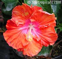 Hibiscus Fiesta, Hibiscus Fiesta