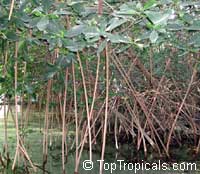 Rhizophora mangle, Red Mangrove