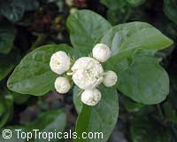 Jasminum sambac Grand Duke Of Tuscany, Nyctanthes sambac, Mogori Sambac, Butt Mograw, Hawaiian Pikake, Moss Rose Jasmine, Sambac Flore Pleno