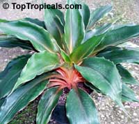 Chlorophytum amaniense, Chlorophytum orchidantheroides, Mandarin Plant, Fire Flash, Fire Glory