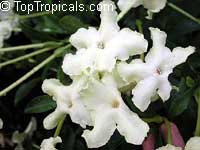 Brunfelsia nitida, Brunfelsia