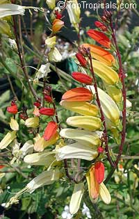 Ipomoea lobata, Ipomoea versicolor, Mina lobata, Quamoclit lobata, Firecracker vine, Spanish flag, Exotic Love