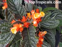 Chrysothemis pulchella, Copper Leaf Chrysothemis pulchella, Copper Leaf