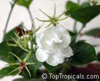 Jasminum sambac Arabian Knights, Nyctanthes sambac, Arabian Knights tea jasmine, Arabian Nights, Sampaguitas, Arabian Jasmine, Hawaiian Pikake