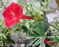 Ipomoea sloteri, Ipomoea x multifida, Cardinal Climber