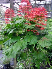 Clerodendrum paniculatum, Pagoda Flower, Orange Tower Flower, Clerodendron