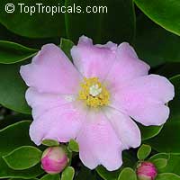 Pereskia grandifolia, Pereskia grandiflora, Rose cactus, Wax rose, Perescia, Bastard Rose