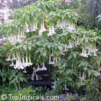 Brugmansia versicolor, Brugmansia versicolor hybrids, Angel