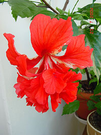 Hibiscus El Capitolio Bloody Mary, Hibiscus Hibiscus El Capitolio Bloody Mary, Hibiscus