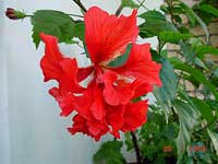 Hibiscus El Capitolio Bloody Mary, Hibiscus Hibiscus El Capitolio Bloody Mary, Hibiscus