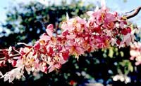Cassia bakeriana, Dwarf Apple Blossom Tree, Pink Cassia, Pink Shower Cassia, Wishing-tree Cassia bakeriana, Dwarf Apple Blossom Tree, Pink Cassia, Pink Shower Cassia, Wishing-tree