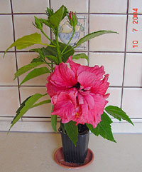 Hibiscus Double Kona, Hibiscus Double Kona Hibiscus Double Kona, Hibiscus Double Kona