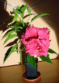Hibiscus Double Kona, Hibiscus Double Kona Hibiscus Double Kona, Hibiscus Double Kona