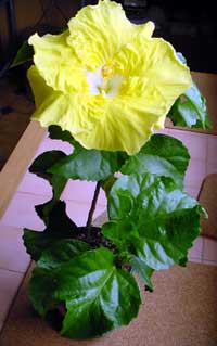 Hibiscus Kinchens Yellow, Hibiscus Kinchens Yellow