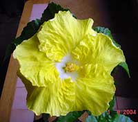 Hibiscus Kinchens Yellow, Hibiscus Kinchens Yellow