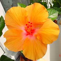 Hibiscus Orange Lagos, Hibiscus Orange Lagos Hibiscus Orange Lagos, Hibiscus Orange Lagos