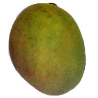 Mangifera indica Carrie, Mango Carrie