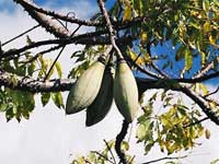 Ceiba aesculifolia, Ceiba pallida, Bombax aesculefolium, Chorisia soluta, Eriodendron aescolifolium, Pochote