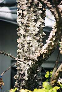 Ceiba aesculifolia, Ceiba pallida, Bombax aesculefolium, Chorisia soluta, Eriodendron aescolifolium, Pochote
