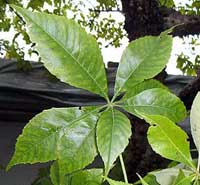 Ceiba aesculifolia, Ceiba pallida, Bombax aesculefolium, Chorisia soluta, Eriodendron aescolifolium, Pochote