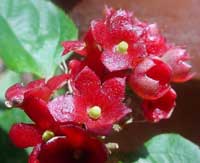 Clerodendrum sp., Clerodendron