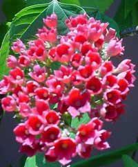 Clerodendrum sp., Clerodendron