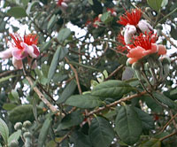 Feijoa sellowiana, Acca sellowiana, Feijoa, Pineapple Guava, Guavasteen
