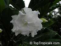 Tabernaemontana divaricata Flore Pleno, Hollarhena densiflora, Tabernaemontana coronaria Tabernaemontana divaricata Flore Pleno, Hollarhena densiflora, Tabernaemontana coronaria