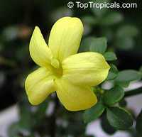 Jasminum parkeri