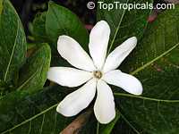 Gardenia vanuatuensis, Vanuatu Gardenia