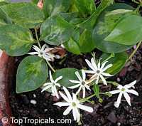Jasminum volubile, Jasminum simplicifolium, Wax Jasmine, Australian Wax Jasmine Jasminum volubile, Jasminum simplicifolium, Wax Jasmine, Australian Wax Jasmine