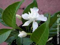 Tabernaemontana divaricata Flore Pleno, Hollarhena densiflora, Tabernaemontana coronaria Tabernaemontana divaricata Flore Pleno, Hollarhena densiflora, Tabernaemontana coronaria