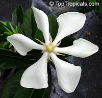 Gardenia vietnamensis, Vietnamese Gardenia Gardenia vietnamensis, Vietnamese Gardenia
