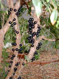 Myrciaria cauliflora, Plinia cauliflora, Eugenia cauliflora, Jaboticaba, Duhat