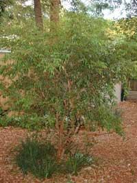 Myrciaria cauliflora, Plinia cauliflora, Eugenia cauliflora, Jaboticaba, Duhat