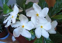 Tabernaemontana divaricata, Ervatamia divaricata, Ervatamia coronaria, Pinwheel Jasmine, Crape Jasmine, Crepe Gardenia