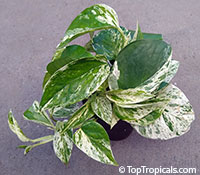 Epipremnum aureum - Marble Queen Pothos, Silver Phil

Click to see full-size image
