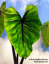 Colocasia esculenta Pharaoh Mask

Click to see full-size image