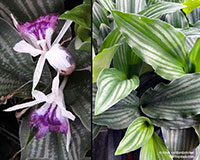 Kaempferia angustifolia - Laos Silver Stripe

Click to see full-size image
